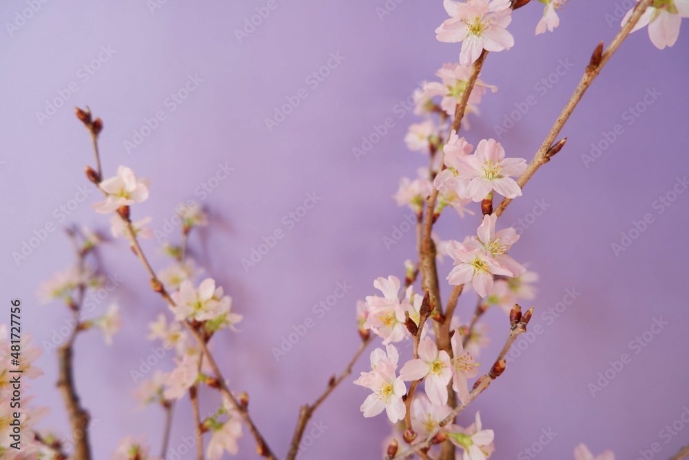 Cherry blossom in full bloom background purple background. pink and purple floral background for spring, April , event, design wallpaper.