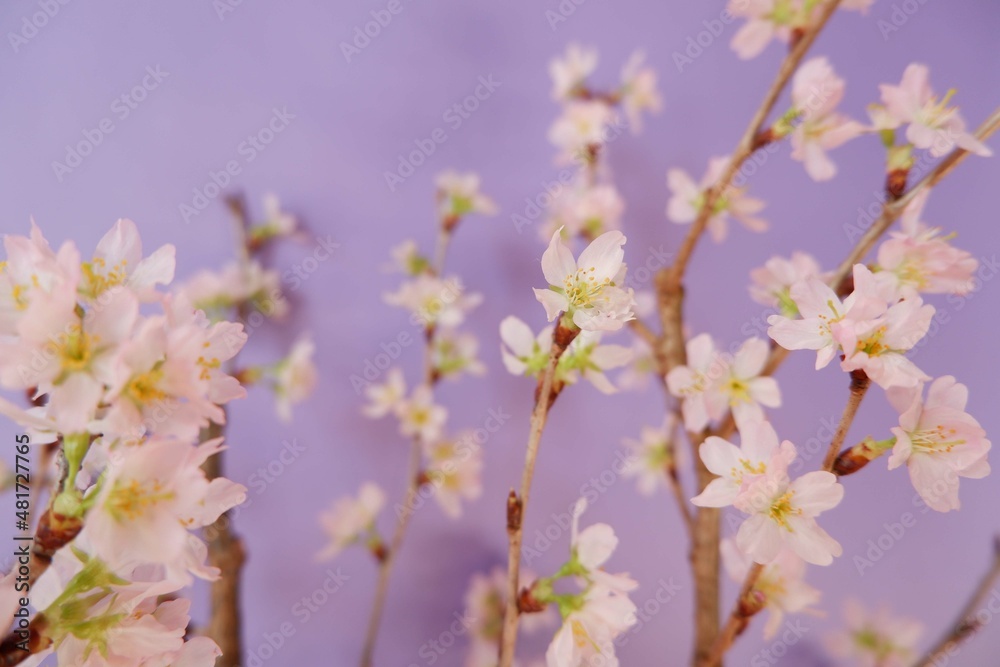Cherry blossom in full bloom background purple background. pink and purple floral background for spring, April , event, design wallpaper.