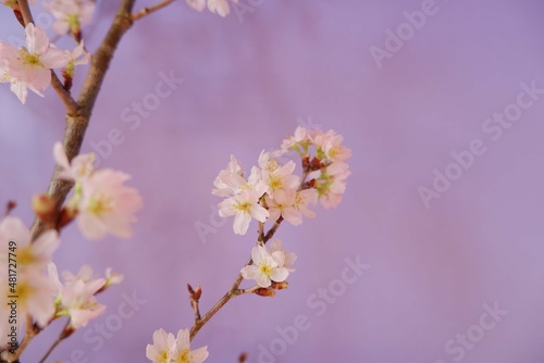 Cherry blossom in full bloom background purple background. pink and purple floral background for spring  April   event  design wallpaper.