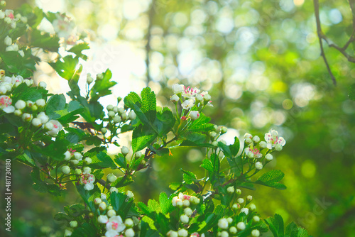 Spring Floral background. Blooming white branches. Spring flowering trees and sun glare in the blooming garden.White flowers close-up. Spring mood 