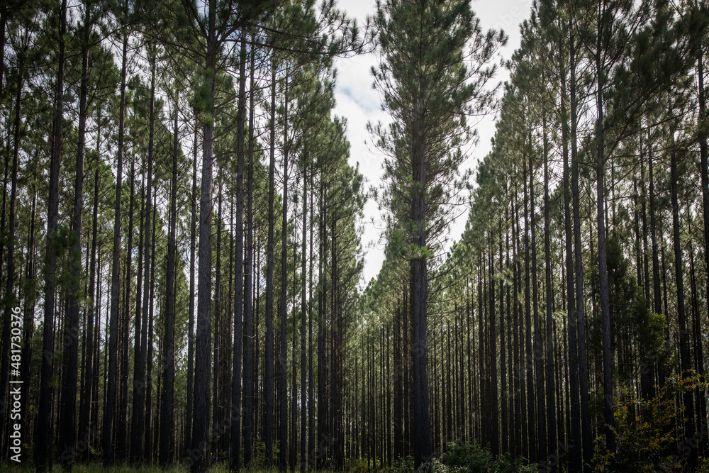 Obraz premium Plantation