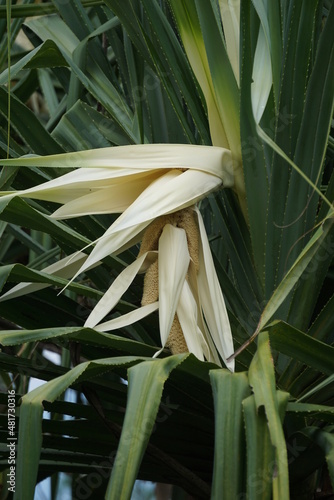 Fragrant Screwpine flower (Pandanus fascicularis, Pandanus odorifer, Pandanus tectorius) with nature background. photo