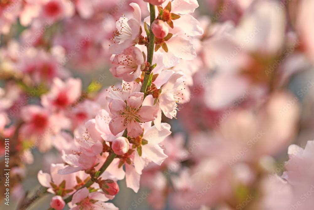 Peach blossoms in full bloom in the orchard Peach blossoms in full bloom in the orchard