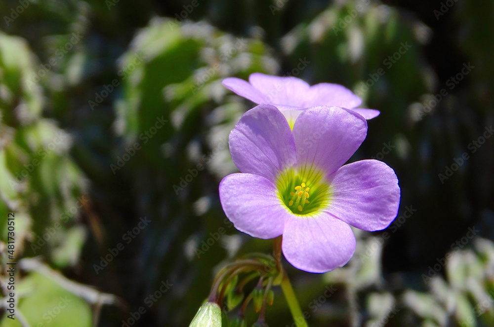 Flowering Cactus (Purple Flower)	