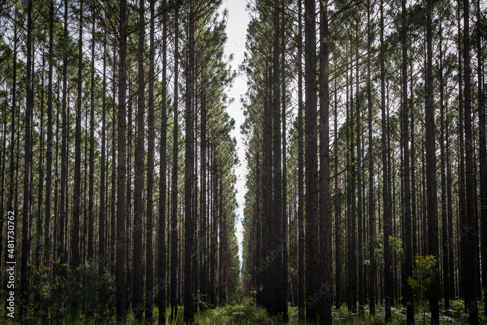 Plantation Plantation