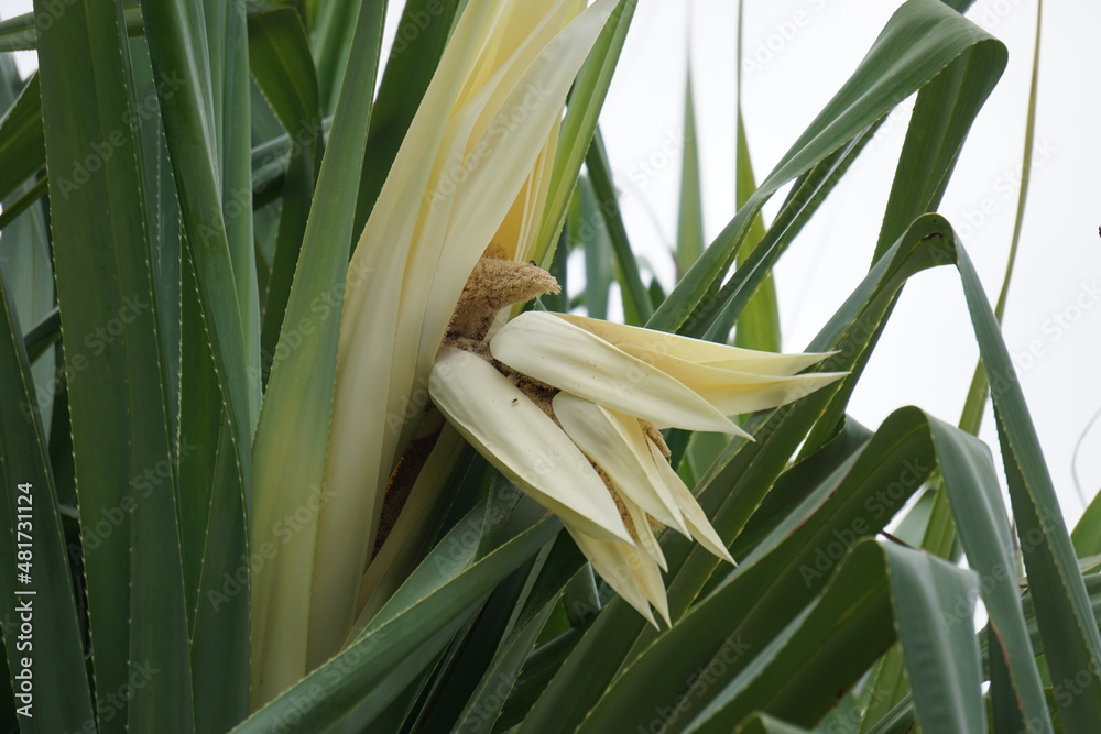 Fragrant Screwpine flower (Pandanus fascicularis, Pandanus odorifer