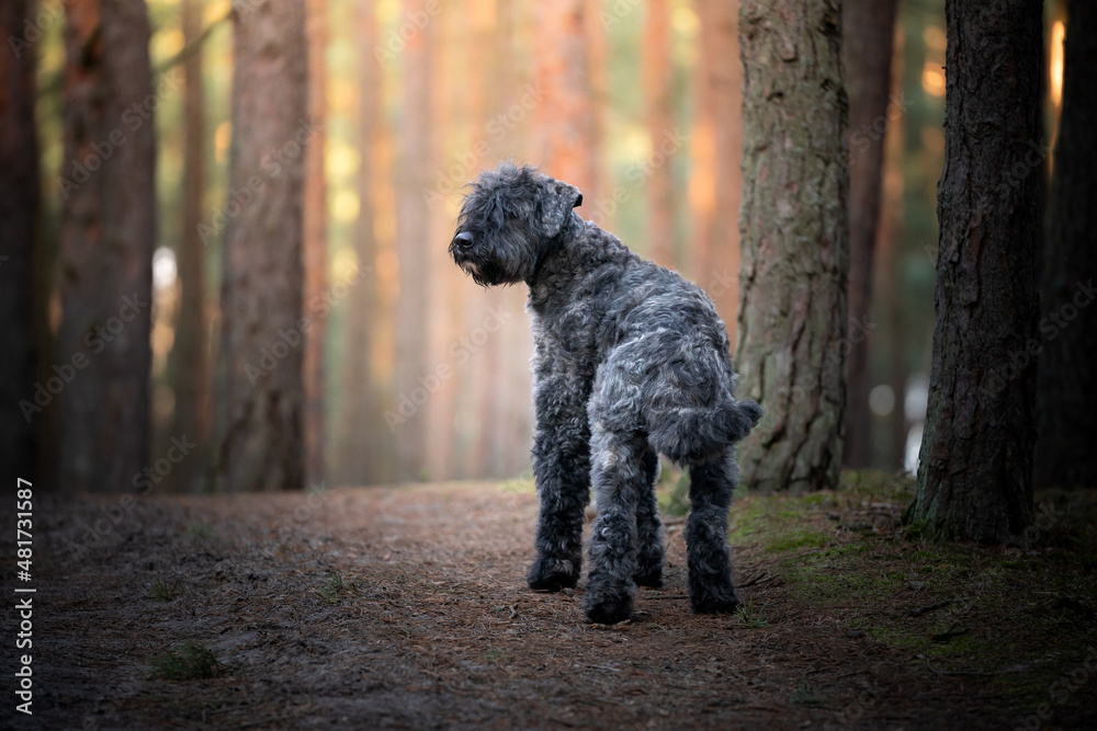 Pies rasy bouvier des Flandres (owczarek flandryjski) w lesie Pies rasy bouvier des Flandres (owczarek flandryjski) w lesie