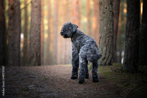 Pies rasy bouvier des Flandres (owczarek flandryjski) w lesie  photo