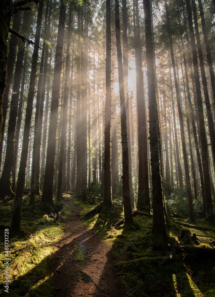 morning sunbeam through fog and mist in Oregon old growth forest along a path