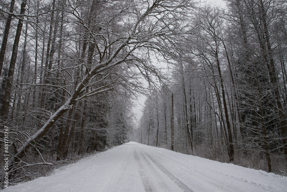 Fototapeta premium A snow-covered road with trees on the roadside.