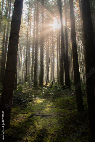 morning sunbeam through fog and mist in an Oregon old growth forest
