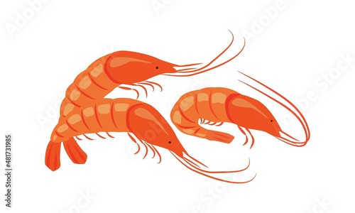 Shrimps. Seafood. Vector illustration for the menu of fish restaurants, for packaging in markets and shops.