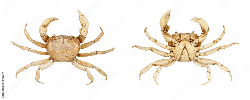 Top and bottom view of freshwater crab Top and bottom view of freshwater crab
