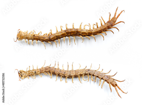 Tela top and bottom view of centipede on white background