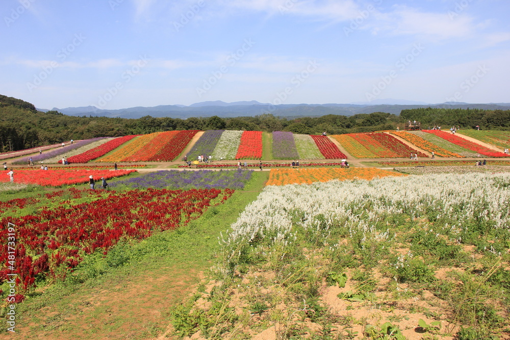 種類毎に分けた花畑が並ぶ風景 種類毎に分けた花畑が並ぶ風景