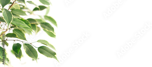Home flower with green leaves against white background.