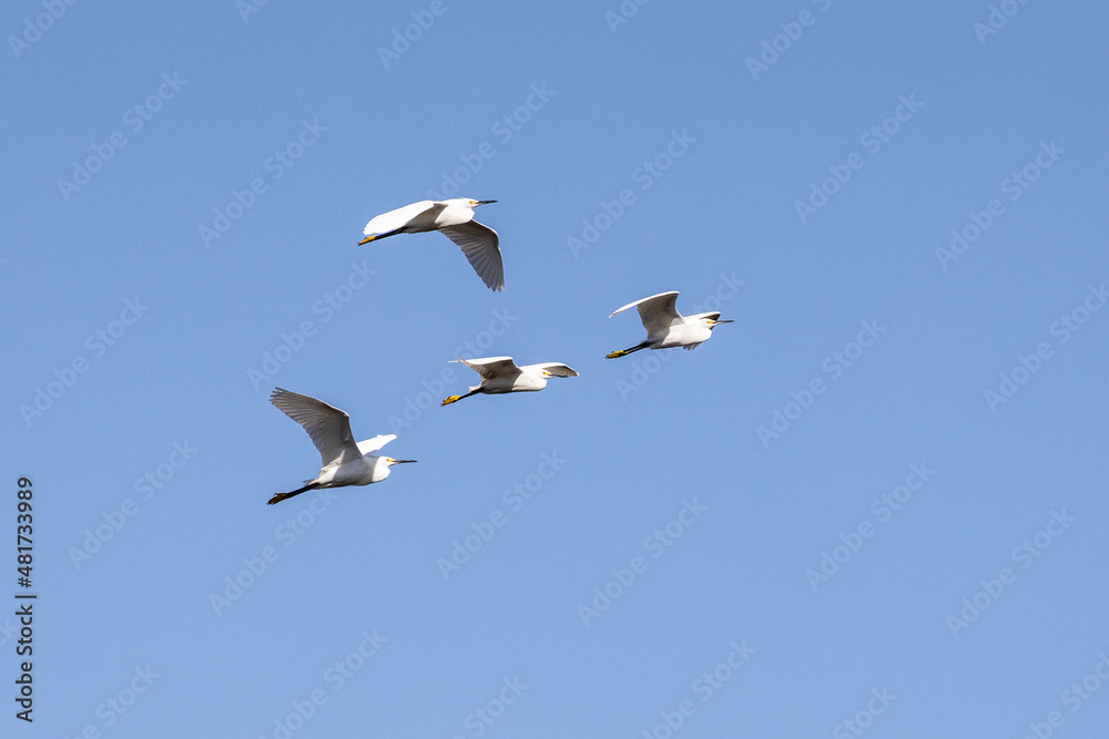 Waterfowl birds flying in sky