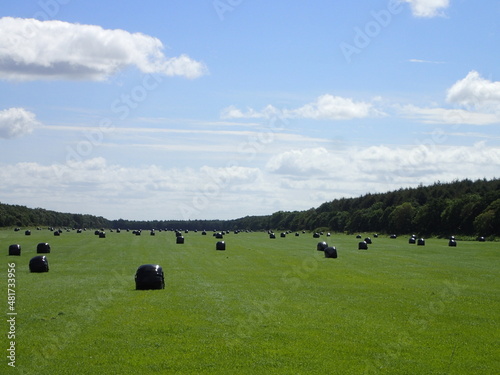 Dairy in Hokkaido, summer pasture field
