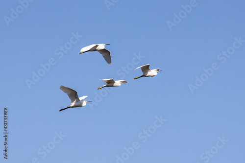 Waterfowl birds flying in sky