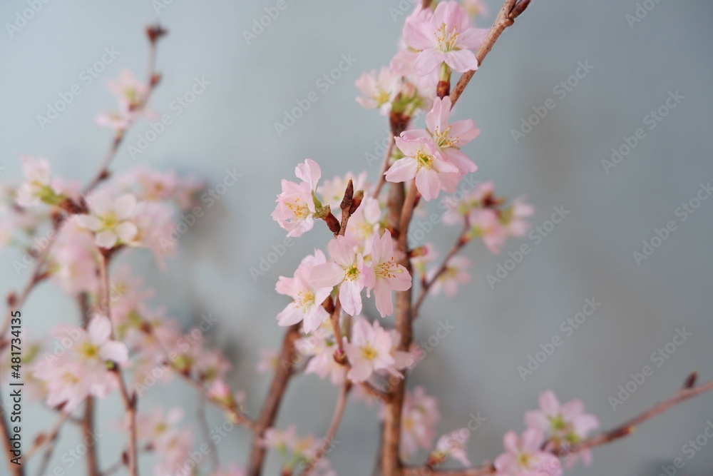 In full blossom of Cherry blossoms on pale green background. Spring, April, Seasonal greeting background. spring greeting card, event banner, background elements In full blossom of Cherry blossoms on pale green background. Spring, April, Seasonal greeting background. spring greeting card, event banner, background elements