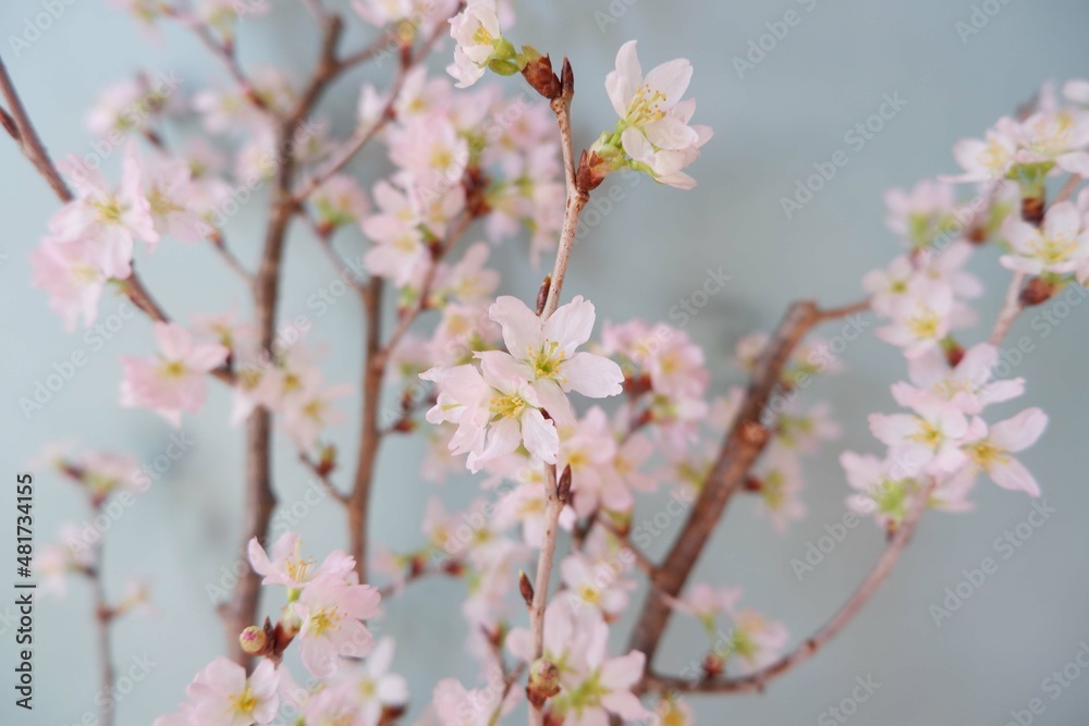  In full blossom of Cherry blossoms on pale green background. Spring, April, Seasonal greeting background. spring greeting card, event banner, background elements