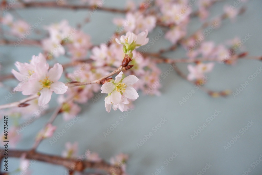 In full blossom of Cherry blossoms on pale green background. Spring, April, Seasonal greeting background. spring greeting card, event banner, background elements In full blossom of Cherry blossoms on pale green background. Spring, April, Seasonal greeting background. spring greeting card, event banner, background elements