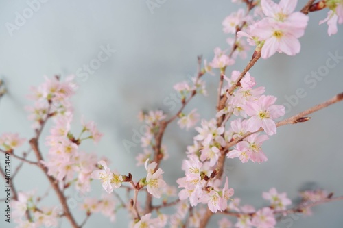  In full blossom of Cherry blossoms on pale green background. Spring, April, Seasonal greeting background. spring greeting card, event banner, background elements