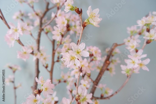  In full blossom of Cherry blossoms on pale green background. Spring, April, Seasonal greeting background. spring greeting card, event banner, background elements © Lala