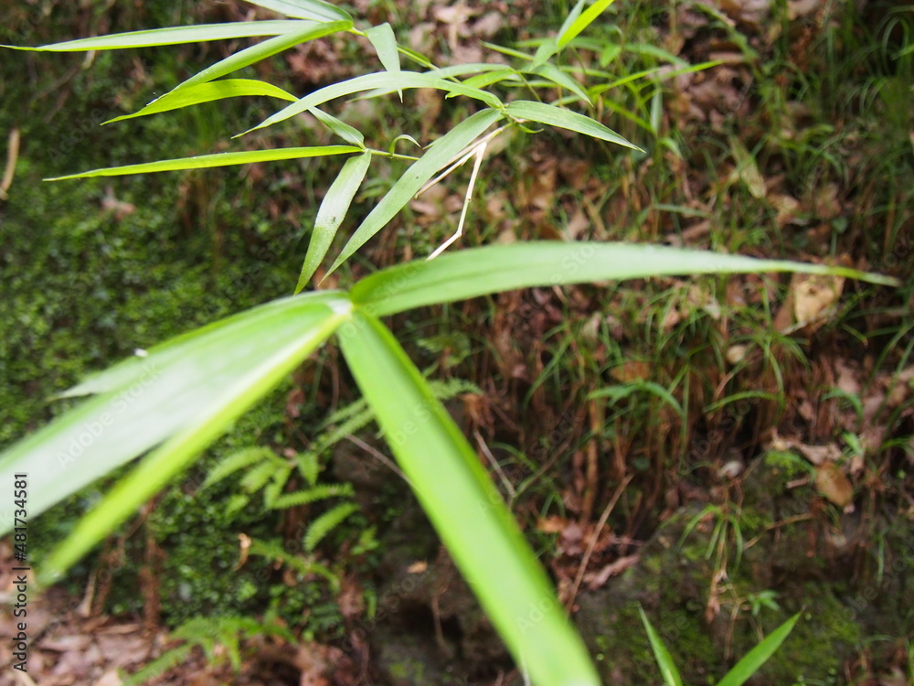 Obraz premium 笹の葉