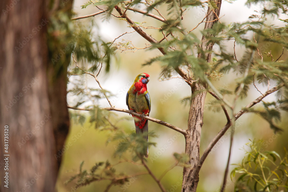 Beautiful and colorful red, blue and green juvenile Crimson Rosella perched among native bushland in regional Victoria, Australia Beautiful and colorful red, blue and green juvenile Crimson Rosella perched among native bushland in regional Victoria, Australia
