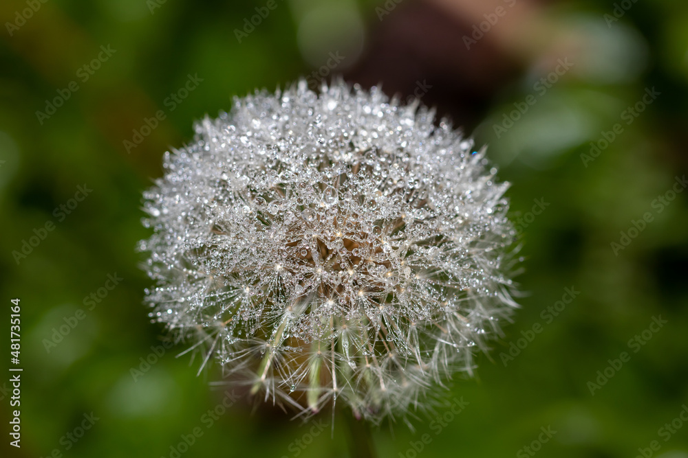 Furry dandelion hat with tiny dew drops on the villi, macro background Furry dandelion hat with tiny dew drops on the villi, macro background