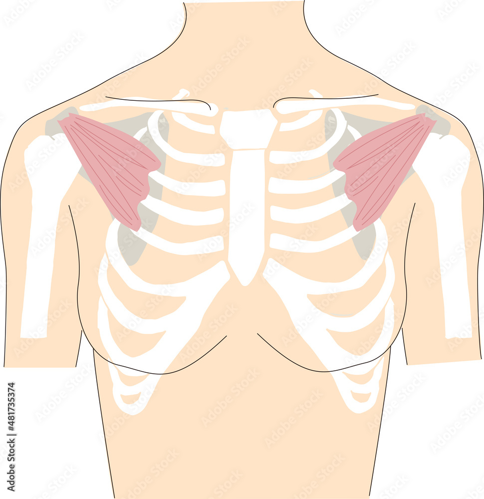 人体の胸部の筋肉と骨格のイメージイラスト Stock Vector Adobe Stock