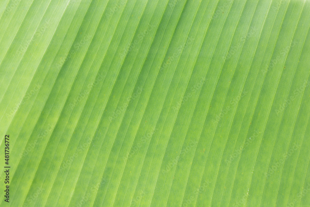 Banana leaves Banana leaves