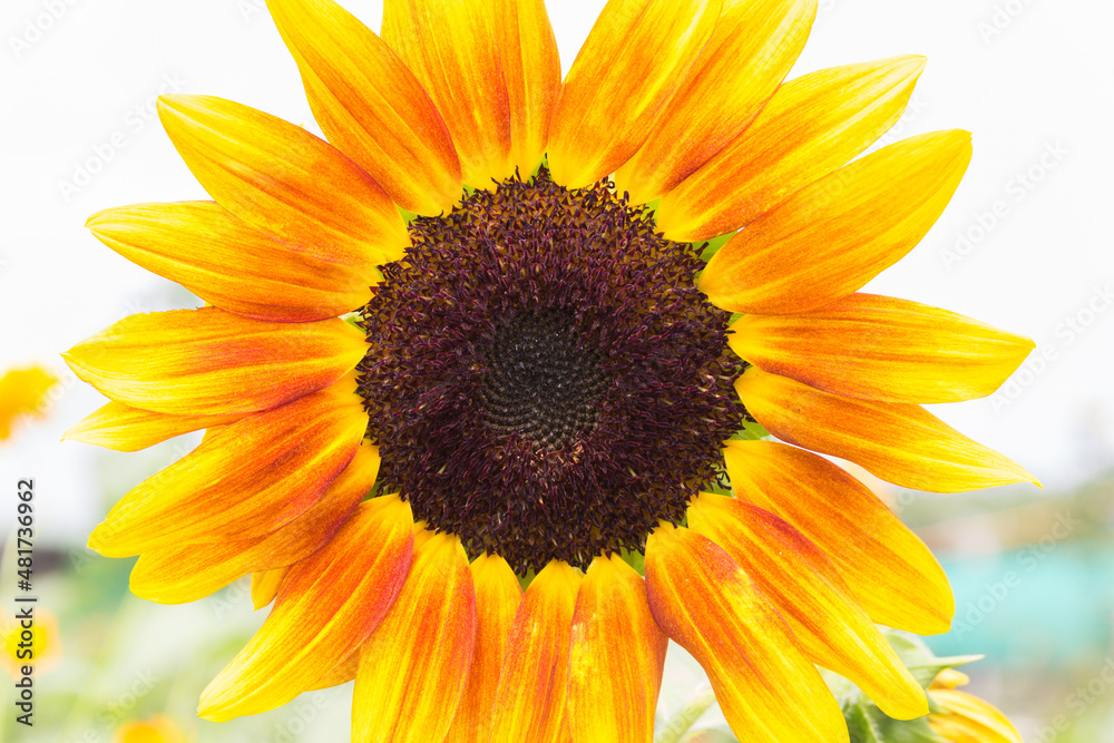 Naklejka premium Close up sunflower with exotic colorful