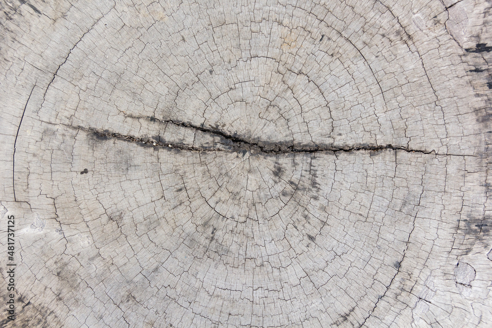 Fototapeta premium wood grain