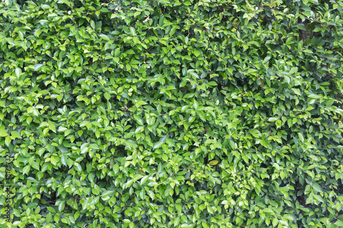 Green background of tree bush
