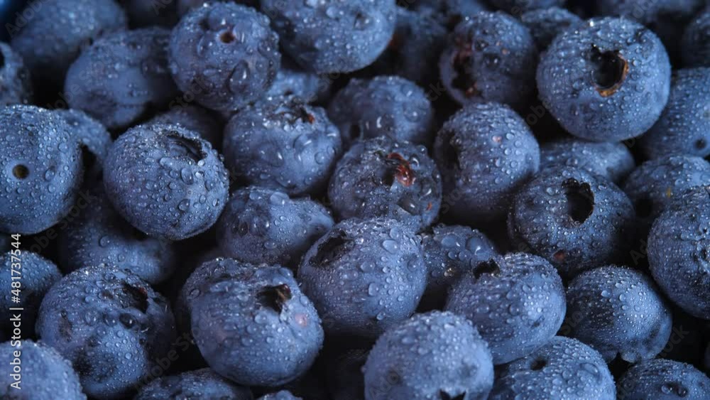 Water drops on juicy blueberry. Harvest delicious sweet fruit time. Food for dietary, medicinal plant. Realistic vitamin nutrition with droplets. Fresh raw bilberry background