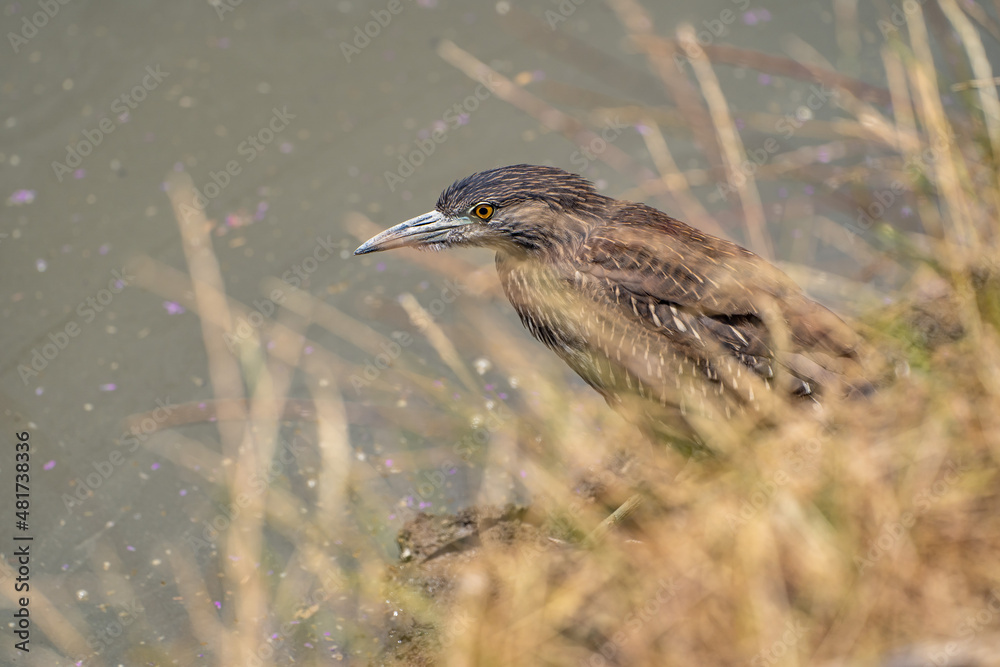 Black-crowned night heron (Nycticorax nycticorax) stands on the shore of a lake. Black-crowned night heron (Nycticorax nycticorax) stands on the shore of a lake.