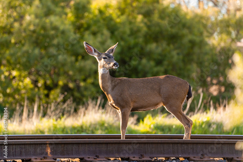Photography Califormia Mule Deer (Odocoileus hemionus californicus) stands on the railroad