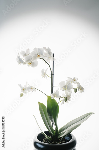 Beautiful white orchid on a white background.