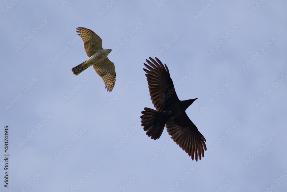 Fototapeta premium ハイタカにモビング(擬攻撃)するカラスとそれに反撃するハイタカ。東京赤坂にある氷川神社の上空にて