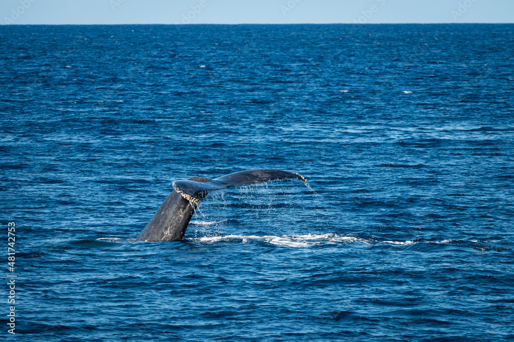 Fototapeta premium Photo of the tail fluke of a humpback whale as it dives under water off the coast of West Maui, Hawaii, in the U.S. during whale watching season.