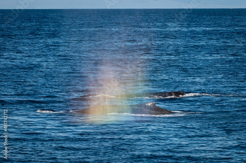 Photo of two humpback whales side by side with a rainbow that formed from their blow of spray off the coast of West Maui, Hawaii, in the U.S. during whale watching season.