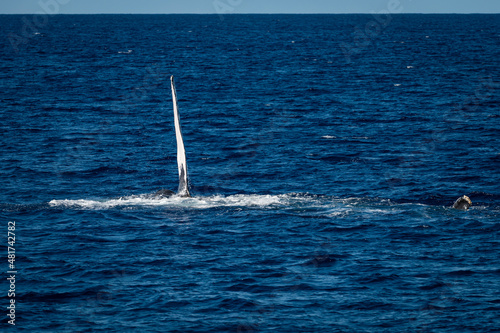 Photo of a humpback whale lifting its fin up before slapping it down off the coast of West Maui  Hawaii  in the U.S. during whale watching season.