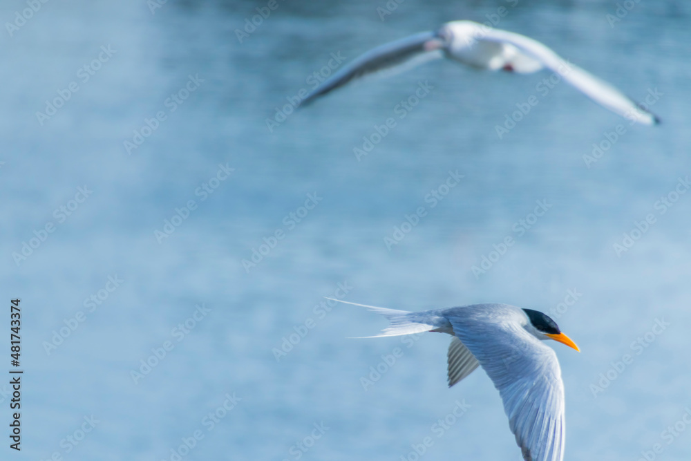 River Terns flying around near a river River Terns flying around near a river