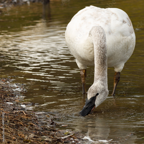 Trumpeter swan eating at edge of pond