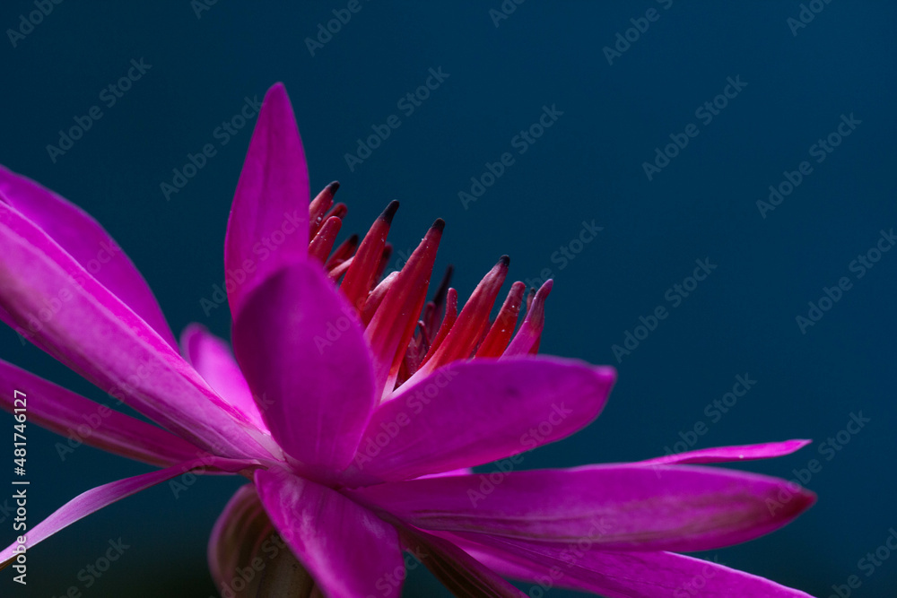 close-up photography of pink lotus flowers in beautiful waterin natural beauty.