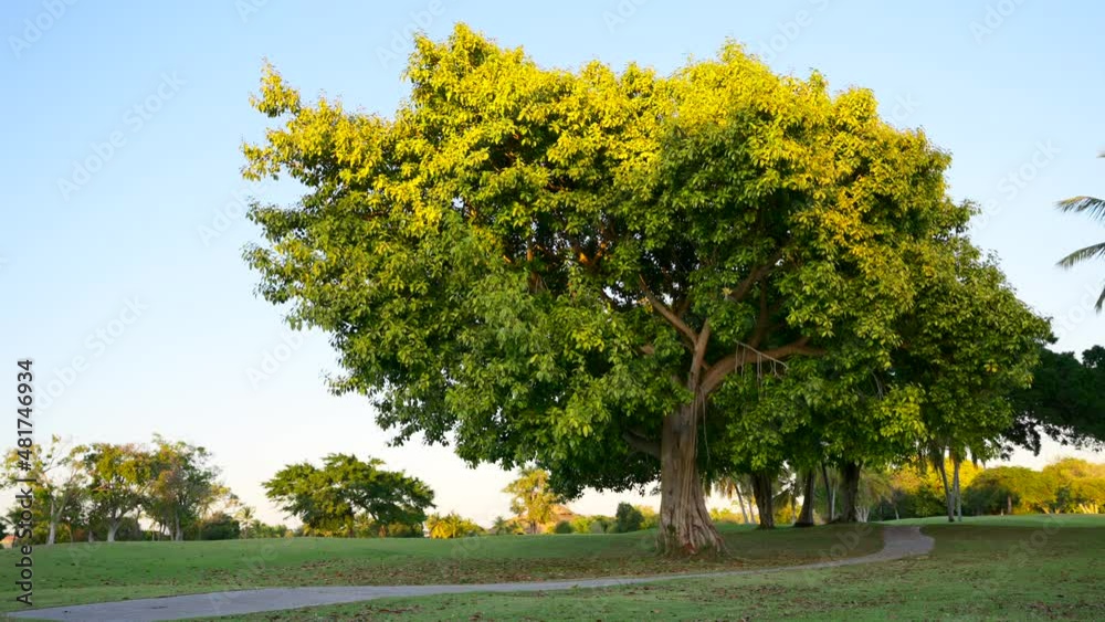Family riding bicycles and go past a large tree with lush foliage at sunset. Evening activity in a green park.