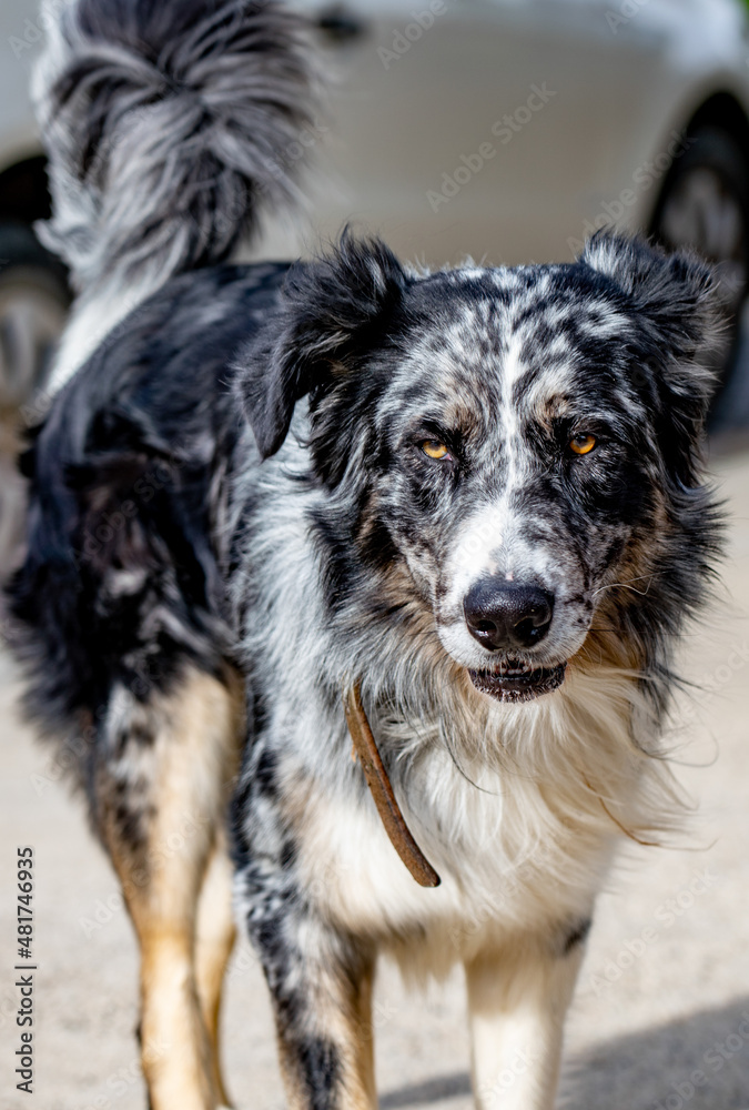 Black & White Border Collie with brown eyes