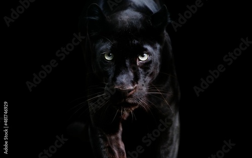 Fotografie, Obraz Template of a black panther with a black background